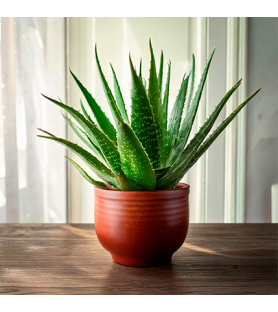 Aloe Vera STD Natural Flavour